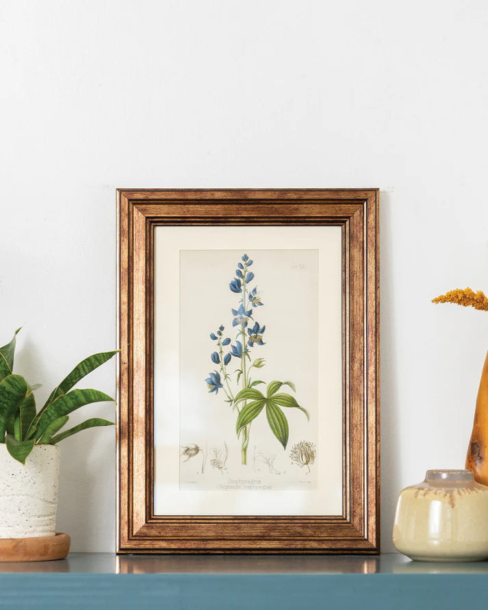 Delphinum Staphysagria - Botanical