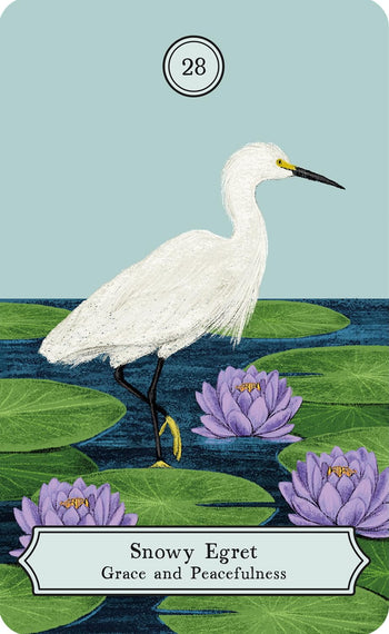 The Wisdom of Birds: Oracle Deck and Guidebook